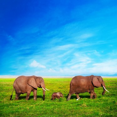 Elephants family on savanna. Safari in Amboseli, Kenya, Africa