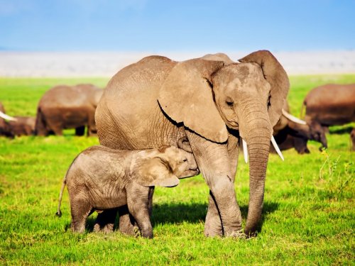 Elephants family on savanna. Safari in Amboseli, Kenya, Africa - 901139423