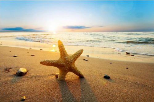 Starfish on the beach - 901139424