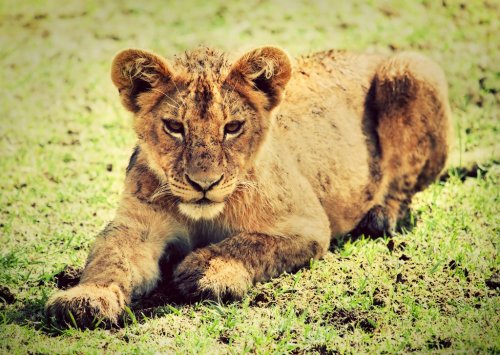 A small lion cub portrait.  Ngorongoro crater, Africa