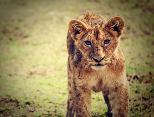 A small lion cub portrait. Tanzania, Africa - 901139444