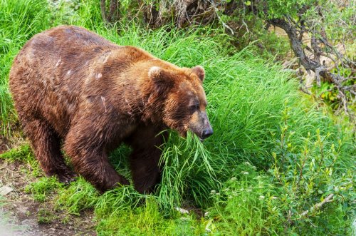 Bear on Alaska - 901139475