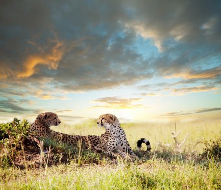 Cheetah - 901139480