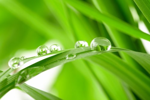 water drops on the green grass - 901139570