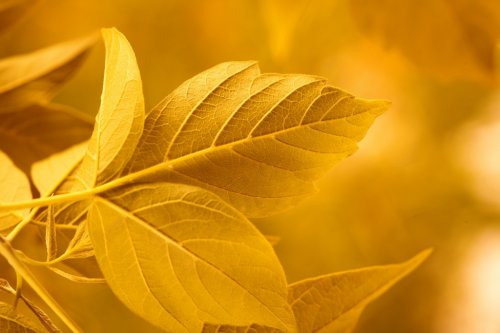 yellow leaves - 901139576
