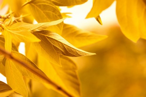 yellow leaves - 901139581