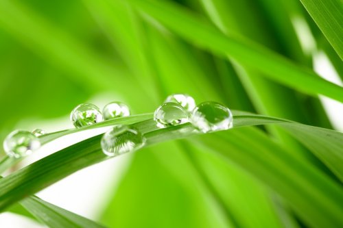 water drops on the green grass - 901139584