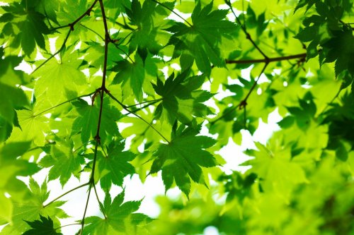 Beautiful green leaves - 901139590