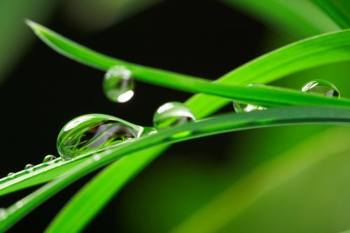 drops with green grass - 901139594