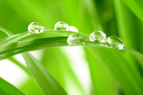 water drops on the green grass - 901139599