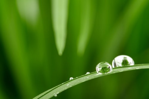 water drops on the green grass - 901139600