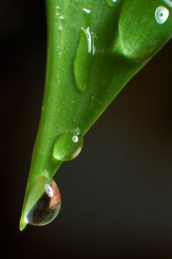 drops with green grass - 901139604