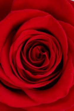 red rose - 901139608