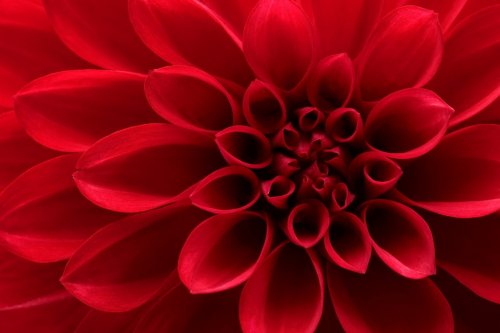 Closeup on red dahlia flower