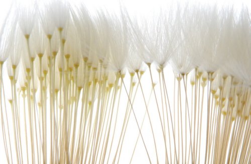 soft white dandelion seeds
