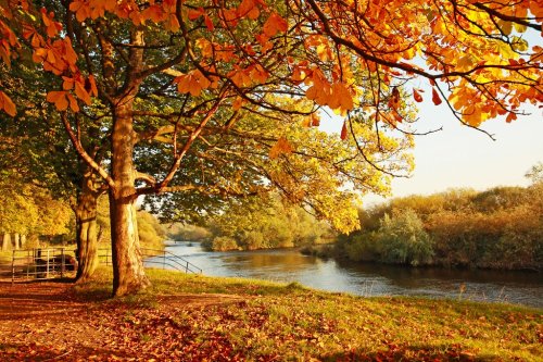 Beautiful Autumn in the park - 901139700