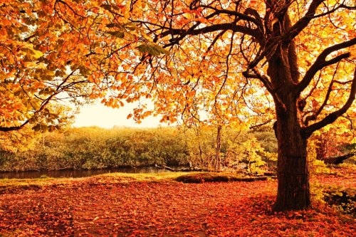 Beautiful Autumn in the park - 901139705