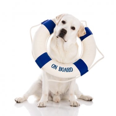 Labrador dog with a sailor buoy