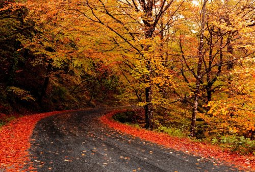 Autumn landscape - 901139848