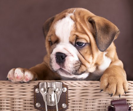 english Bulldog puppy - 901139925