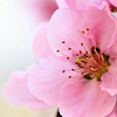 spring flower - 901139929