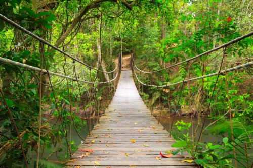 Bridge to the jungle,Khao Yai national park,Thailand - 901139994