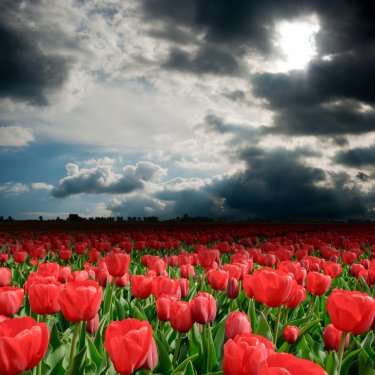 Wonderful storm clouds over the tulip field - 901140051