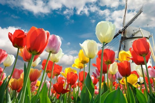 Multicolored tulips with windmill background