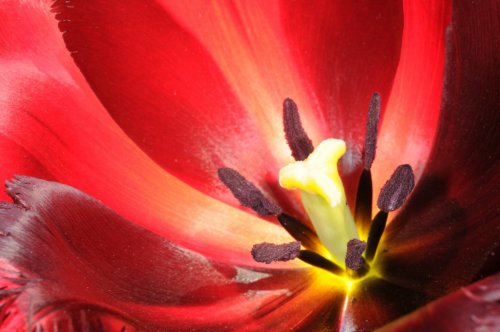 Extreme close-up on center part of blossoming tulip - 901140060