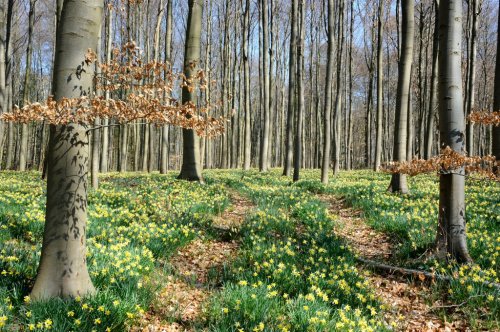 Forest covered with a daffodils carpet