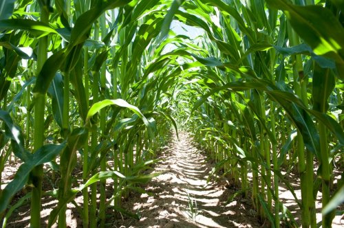 Inside a corn field - 901140079