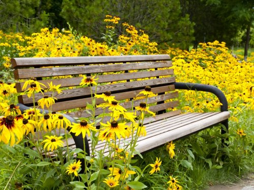 Wooden bench with black-eyed susan at garden