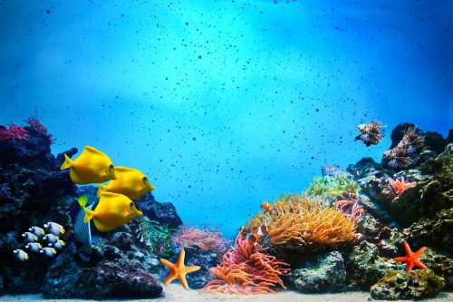 Underwater scene. Coral reef, fish groups in clear ocean water - 901140329