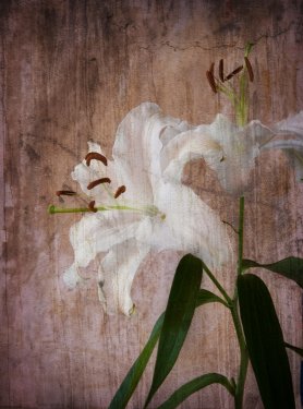 white lily against grungy background, vintage style - 901140486