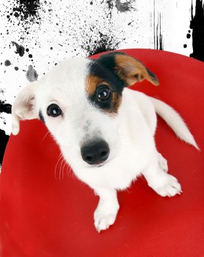Cute Jack Russell sitting on a red stool - 901140505