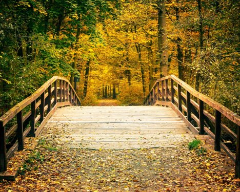 Bridge in autumn park - 901140643
