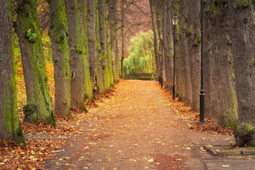 Autumnal alley in the park, Poland - 901140649