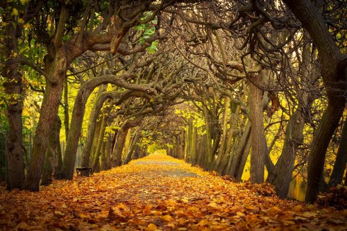 Autumnal alley  in the park of Gdansk, Poland - 901140661