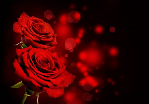Red roses Valentine background - 901140776