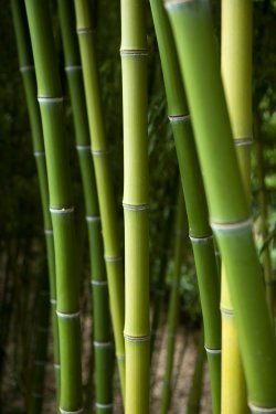 Bamboo forest background - 901140852