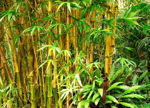 Bamboo background - 901140884