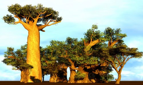 African baobabs - 901140895
