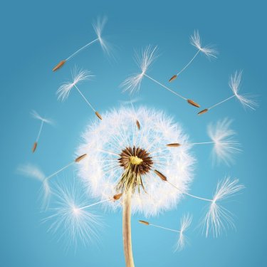 Overblown dandelion with seeds flying away with the wind - 901140997