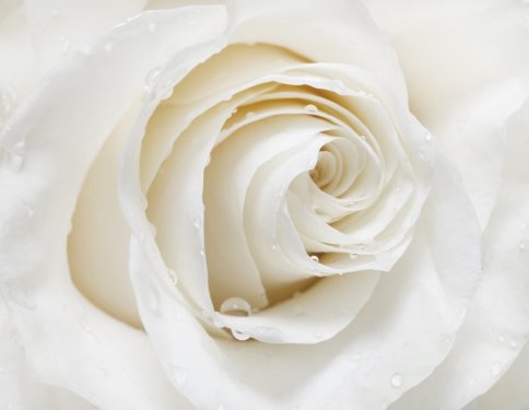 white rose - 901141016