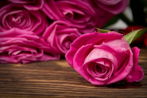 Rose blooms - 901141027