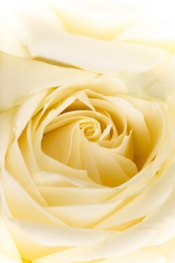 Natural tint yellow roses background - 901141077
