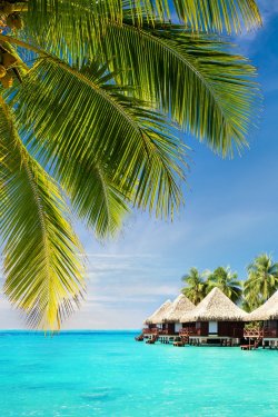 Coconut palm tree leaves over ocean with bungalows - 901141097