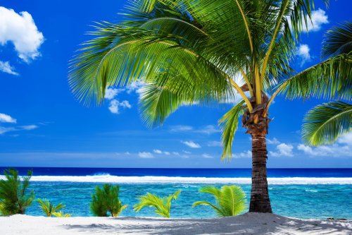 Single palm tree overlooking amazing lagoon - 901141105