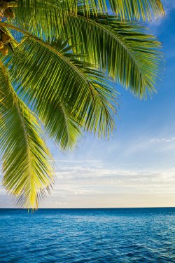 Coconut palm tree leaves over endless ocean - 901141106