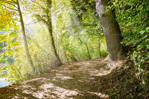 Autumn forest path - 901141134